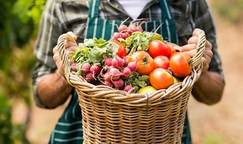 Продаж власної сільськогосподарської продукції: оподаткування та декларування