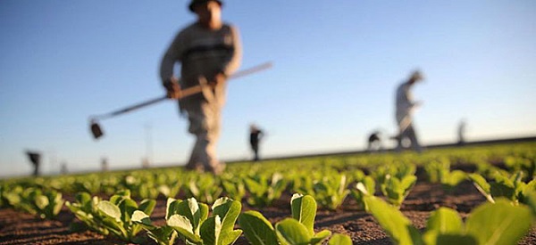 Сільгоспникам-єдинникам 4 групи потрібно підтвердити свій статус