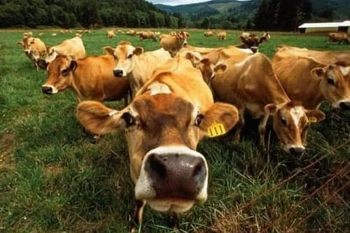 Чи оподатковують ПДФО дотації на утримання молодняку ВРХ