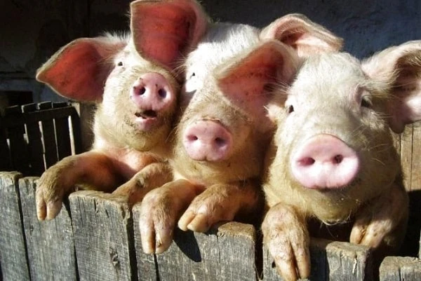 Як сільгоспнику уникнути блокування ПН Як сільгоспнику уникнути блокування ПН