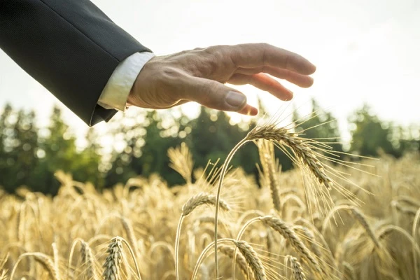 Які вимоги встановить НБУ до страховиків агропродукції з держпідтримкою та їхньої діяльності страхування сільськогосподарської продукції з державною підтримкою