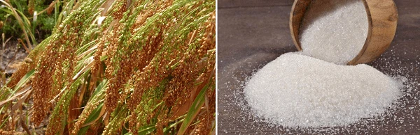 В Україні дозволили експорт проса і цукру В Україні дозволили експорт проса і цукру