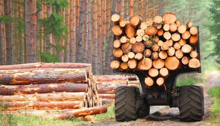 Уряд ухвалив рішення про квотування вивезення окремих видів деревини на рівні 0 куб. метрів