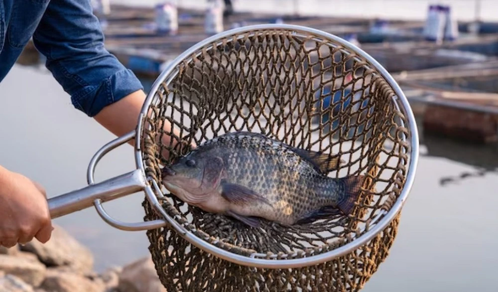 Запровадили е-декларування права на промисловий вилов риби